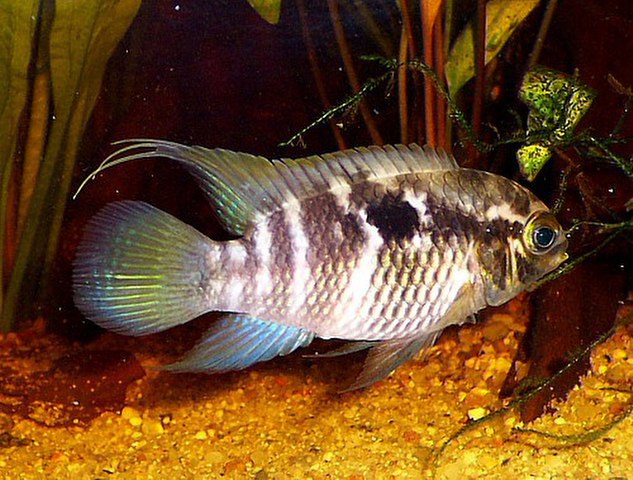 (Laetacara) Род ЛЕТАКАРЫ 6 видов